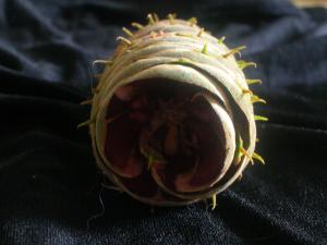 <img300*0:stuff/z/169023/It%2527s%2520%2528Mostly%2529%2520Green%2521/i1247258370_23.jpg>