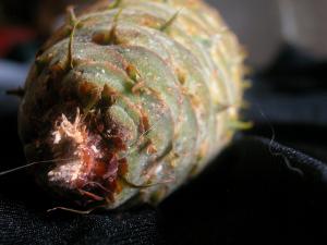 <img300*0:stuff/z/169023/It%2527s%2520%2528Mostly%2529%2520Green%2521/i1247258371_25.jpg>