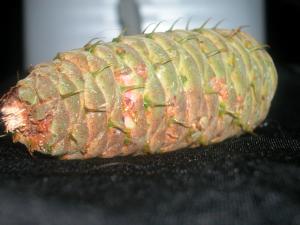 <img300*0:stuff/z/169023/It%2527s%2520%2528Mostly%2529%2520Green%2521/i1247258371_26.jpg>