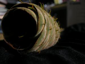 <img300*0:stuff/z/169023/It%2527s%2520%2528Mostly%2529%2520Green%2521/i1247258371_28.jpg>