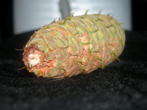 <img300*0:stuff/z/169023/It%2527s%2520%2528Mostly%2529%2520Green%2521/i1247258371_30.jpg>