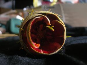 <img300*0:stuff/z/169023/It%2527s%2520%2528Mostly%2529%2520Green%2521/i1247258371_32.jpg>