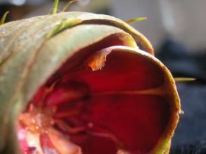 <img300*0:stuff/z/169023/It%2527s%2520%2528Mostly%2529%2520Green%2521/i1247258371_33.jpg>