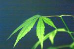 <img150*0:stuff/z/169023/Japanese%2520Red%2520Maple/i1277848916_2.jpg>