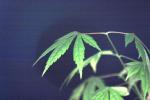 <img150*0:stuff/z/169023/Japanese%2520Red%2520Maple/i1277848917_10.jpg>