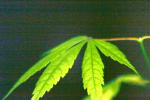 <img150*0:stuff/z/169023/Japanese%2520Red%2520Maple/i1277848917_15.jpg>