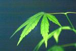 <img150*0:stuff/z/169023/Japanese%2520Red%2520Maple/i1277848917_5.jpg>