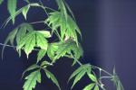<img150*0:stuff/z/169023/Japanese%2520Red%2520Maple/i1277848917_6.jpg>
