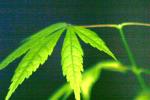 japanese red maple