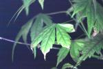 <img150*0:stuff/z/169023/Japanese%2520Red%2520Maple/i1277848917_9.jpg>