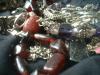 <img100*0:stuff/z/169023/Jewelry%2520Photos/i1263430160_26.jpg>