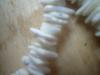 <img100*0:stuff/z/169023/Jewelry42/i1258751479_7.jpg>