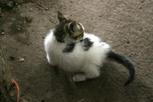 <img300*0:stuff/z/169023/KF2/i1280170945_1.jpg>