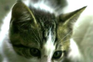 <img300*0:stuff/z/169023/KF2/i1280170946_15.jpg>
