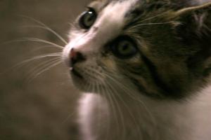 <img300*0:stuff/z/169023/KF2/i1280170946_3.jpg>