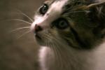 Kitten Face!