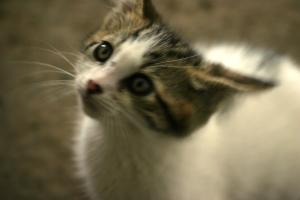 <img300*0:stuff/z/169023/KF2/i1280170946_4.jpg>