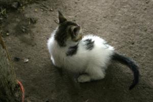 <img300*0:stuff/z/169023/KF2/i1280170946_5.jpg>