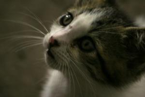 <img300*0:stuff/z/169023/KF2/i1280170946_6.jpg>