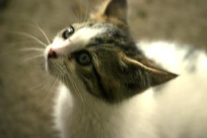 <img300*0:stuff/z/169023/KF2/i1280170946_7.jpg>
