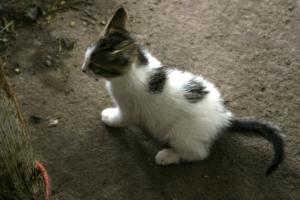 <img300*0:stuff/z/169023/KF2/i1280170946_8.jpg>