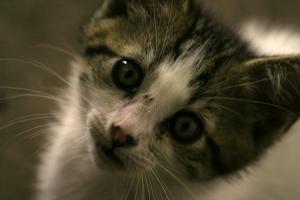 <img300*0:stuff/z/169023/KF2/i1280170946_9.jpg>