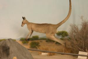 <img300*0:stuff/z/169023/Kangaroo/i1281726220_1.jpg>