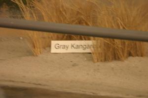 <img300*0:stuff/z/169023/Kangaroo/i1281726220_2.jpg>