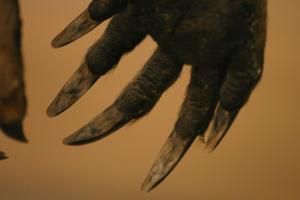 <img300*0:stuff/z/169023/Kangaroo/i1281726220_3.jpg>