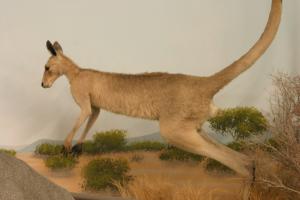 <img300*0:stuff/z/169023/Kangaroo/i1281726220_4.jpg>