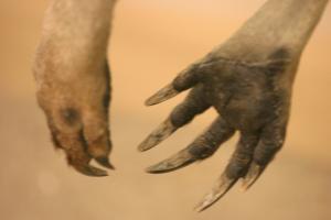 <img300*0:stuff/z/169023/Kangaroo/i1281726220_5.jpg>