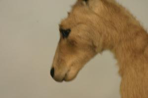 <img300*0:stuff/z/169023/Kangaroo/i1281726220_6.jpg>