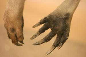 <img300*0:stuff/z/169023/Kangaroo/i1281726220_7.jpg>