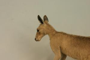 <img300*0:stuff/z/169023/Kangaroo/i1281726220_8.jpg>