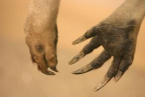 <img300*0:stuff/z/169023/Kangaroo/i1281726220_9.jpg>