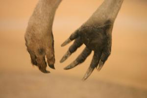<img300*0:stuff/z/169023/Kangaroo/i1281726221_10.jpg>