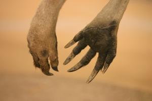 <img300*0:stuff/z/169023/Kangaroo/i1281726221_11.jpg>