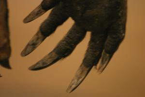 <img300*0:stuff/z/169023/Kangaroo/i1281726221_12.jpg>