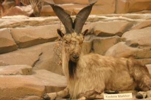 <img300*0:stuff/z/169023/Kashmir%2520Markhor/i1284312015_1.jpg>