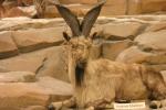 Kashmir Markhor