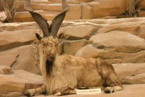 <img300*0:stuff/z/169023/Kashmir%2520Markhor/i1284312015_2.jpg>