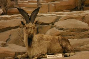 <img300*0:stuff/z/169023/Kashmir%2520Markhor/i1284312015_3.jpg>
