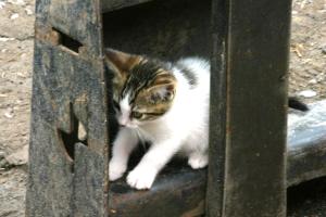 <img300*0:stuff/z/169023/Kitten%2520Face%2521/i1280171094_1.jpg>