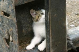 <img300*0:stuff/z/169023/Kitten%2520Face%2521/i1280171094_10.jpg>