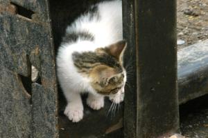 <img300*0:stuff/z/169023/Kitten%2520Face%2521/i1280171094_11.jpg>