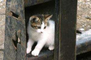 <img300*0:stuff/z/169023/Kitten%2520Face%2521/i1280171094_2.jpg>