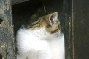 <img300*0:stuff/z/169023/Kitten%2520Face%2521/i1280171094_3.jpg>