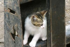 <img300*0:stuff/z/169023/Kitten%2520Face%2521/i1280171094_4.jpg>