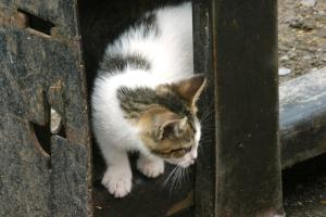 <img300*0:stuff/z/169023/Kitten%2520Face%2521/i1280171094_5.jpg>
