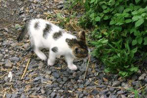 <img300*0:stuff/z/169023/Kitten%2520Face%2521/i1280171094_6.jpg>